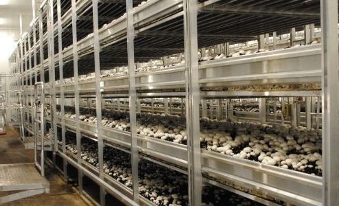 korszerű gombaház Korszerű gombaház. A jelenlegi magyar gombatermesztés duplájára lenne piac AzÜzlet.hu