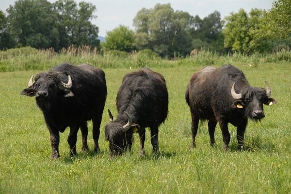 Magyar házi Bivalyok Kép: AzÜzlet.hu / Forrás: Hágk
