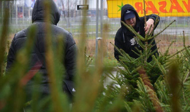 December első napjaiban megérkeznek az árusítóhelyekre a karácsonyi fenyők Forrás: azuzlet.hu