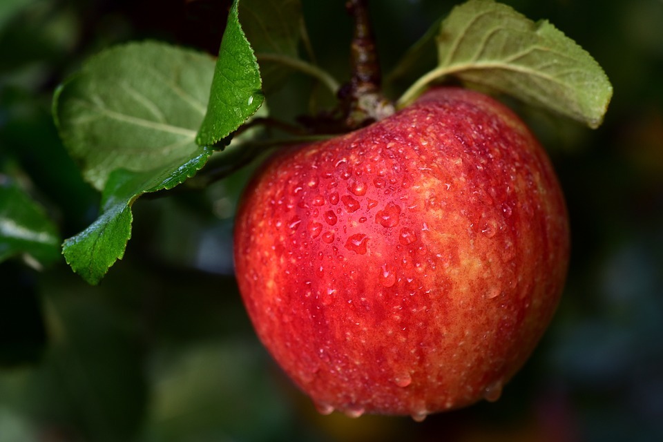 Az almatermésre is veszélyt jelentenek a csapadékos időjárás miatt elszaporodó gombabetegségek. azüzlet.hu