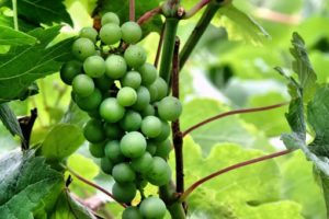 A kérelmet benyújtó szőlősgazdák éretlenül szedhetik le a szőlőfürtöket. azüzlet.hu