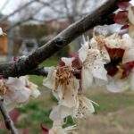 Már benyújthatók a támogatási kérelmek a fagykárkrízis-támogatásra
