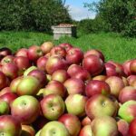 Nagy István: a mezőgazdaság teljes kibocsátási értéke és jövedelmezősége is bővült