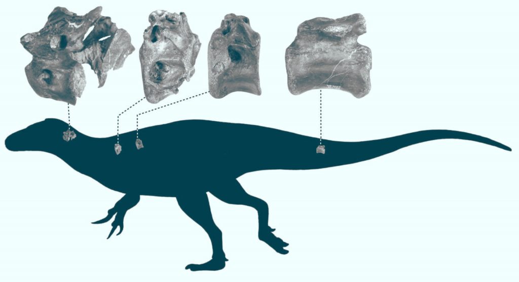 A T-rex rokona lehet a most felfedezett dinófaj