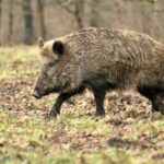 Vaddisznók a városban: ki fizet, ha kárt okoznak?