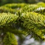 A hazai fenyőfa a menő