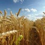 Példátlan beruházási hullám indult: ezermilliárdokat tolnak a magyar agráriumba