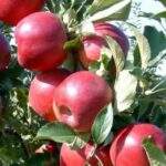 Alaptalanul támadják a magyar almatermelőket