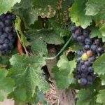 Tovább csökkennek a szőlő- és bortermelők adminisztrációs terhei