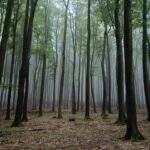 A magyar erdők az energetikai piac fontos tartalékát jelentik