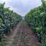 Folytatódik a földértékesítési program