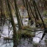 Megkezdődött Magyarország legértékesebb vízi csiga-élőhelyének fejlesztése