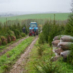 Fenyőfajból bőséges kínálattal várják a vásárlókat a hazai termelők