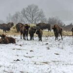 Újabb fejlesztések erősítik az Őrségi Nemzeti Park természetvédelmi őrszolgálatát