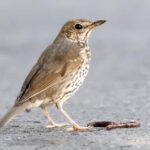 2026 év madara – a “rigóüllőt” használó énekes rigó